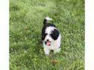 Portuguese Water Dog Puppy for sale in Cream Ridge, NJ, USA