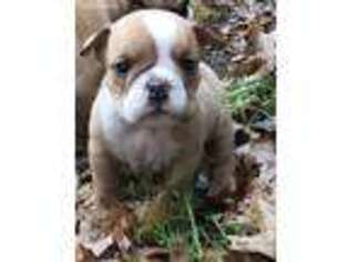 Bulldog Puppy for sale in Cedar Hill, TX, USA