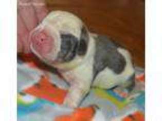 Bulldog Puppy for sale in Lumber Bridge, NC, USA