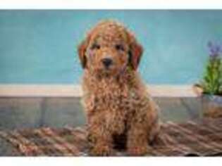 Goldendoodle Puppy for sale in Flat Rock, IL, USA