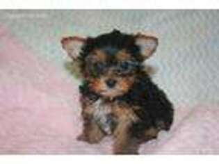 Yorkshire Terrier Puppy for sale in Chandler, MN, USA