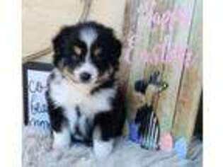 Miniature Australian Shepherd Puppy for sale in Turlock, CA, USA