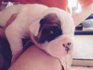 American Bulldog Puppy for sale in Mechanicsville, VA, USA