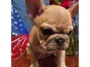 French Bulldog Puppy for sale in Gering, NE, USA