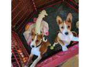 Basenji Puppy for sale in West Plains, MO, USA