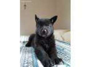 Native American Indian Dog Puppy for sale in Cherry Creek, NY, USA