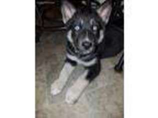 Siberian Husky Puppy for sale in Kansasville, WI, USA