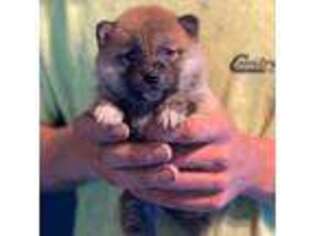 Shiba Inu Puppy for sale in Hardwick, MA, USA