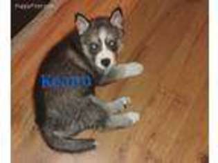 Siberian Husky Puppy for sale in Black River Falls, WI, USA