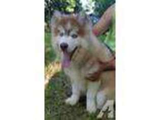 Siberian Husky Puppy for sale in CANYON LAKE, TX, USA