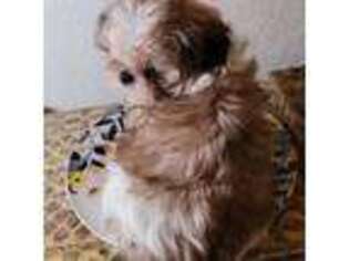 Mutt Puppy for sale in Rancho Santa Fe, CA, USA