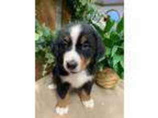 Bernese Mountain Dog Puppy for sale in Clarksville, TN, USA