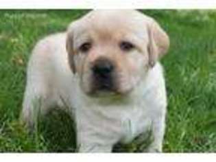 Labrador Retriever Puppy for sale in Huntingdon, PA, USA