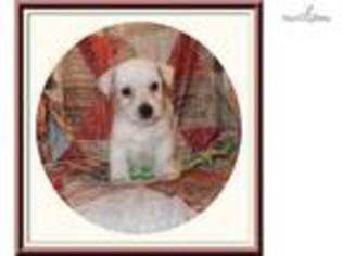West Highland White Terrier Puppy for sale in Tallahassee, FL, USA