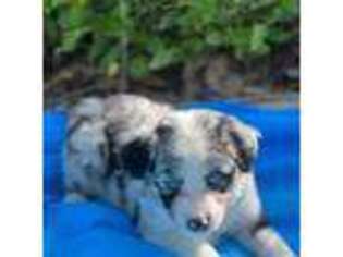 Australian Shepherd Puppy for sale in Los Angeles, CA, USA