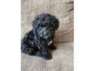 Mutt Puppy for sale in Klamath Falls, OR, USA