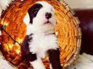 Old English Sheepdog Puppy for sale in Pigeon, MI, USA