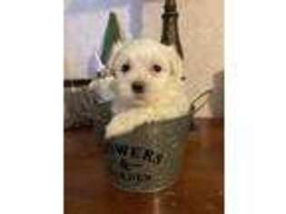 Maltese Puppy for sale in Greenville, NC, USA