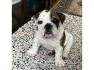 Bulldog Puppy for sale in Anderson, SC, USA