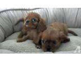 Cavalier King Charles Spaniel Puppy for sale in CENTREVILLE, VA, USA