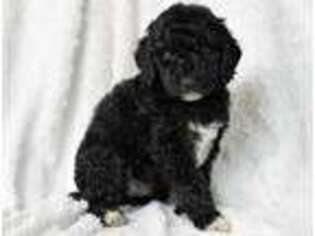 Goldendoodle Puppy for sale in Concord, MI, USA
