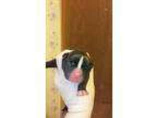 Valley Bulldog Puppy for sale in Jackson, MI, USA
