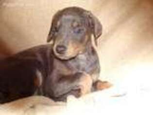 Doberman Pinscher Puppy for sale in Crossville, TN, USA