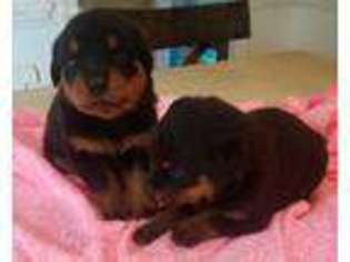 Rottweiler Puppy for sale in Ayden, NC, USA