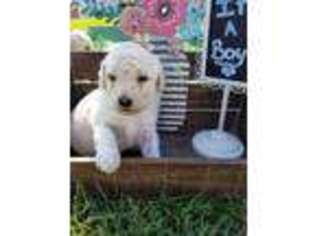 Mutt Puppy for sale in Bloomingdale, MI, USA