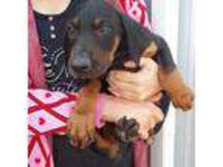 Doberman Pinscher Puppy for sale in Summerfield, OH, USA