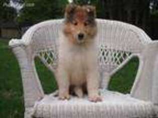 Collie Puppy for sale in Roebling, NJ, USA