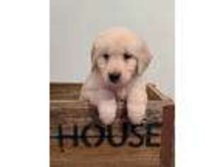 Mutt Puppy for sale in Templeton, MA, USA