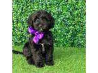 Goldendoodle Puppy for sale in Eagleville, PA, USA