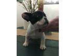 French Bulldog Puppy for sale in Hannibal, MO, USA