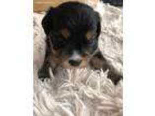 Cavapoo Puppy for sale in Lancaster, CA, USA