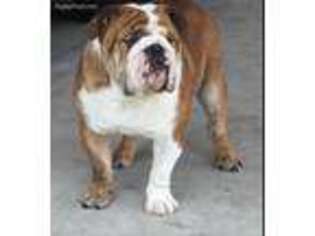 Bulldog Puppy for sale in Beaumont, TX, USA