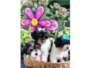 Yorkshire Terrier Puppy for sale in Fletcher, NC, USA