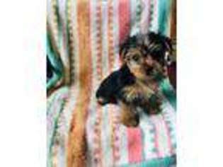 Yorkshire Terrier Puppy for sale in Clearwater, FL, USA