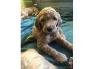 Goldendoodle Puppy for sale in Auburn, MI, USA