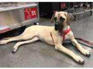Mastiff Puppy for sale in Arlington, TX, USA