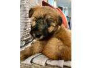 Soft Coated Wheaten Terrier Puppy for sale in Bella Vista, AR, USA