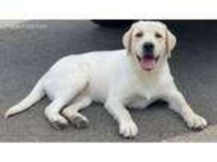 Labrador Retriever Puppy for sale in Tacoma, WA, USA
