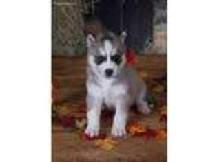 Siberian Husky Puppy for sale in Mc Connellsburg, PA, USA