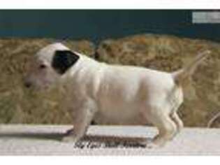 Bull Terrier Puppy for sale in Tulsa, OK, USA