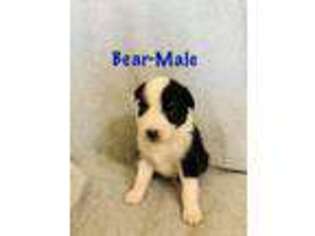Australian Shepherd Puppy for sale in Knoxville, IA, USA