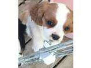 Cavalier King Charles Spaniel Puppy for sale in Redmond, OR, USA