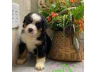 Bernese Mountain Dog Puppy for sale in Rolla, MO, USA