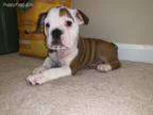Olde English Bulldogge Puppy for sale in Arden, NC, USA