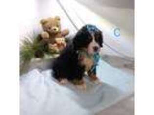 Bernese Mountain Dog Puppy for sale in San Dimas, CA, USA