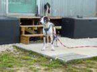 Great Dane Puppy for sale in Homosassa, FL, USA